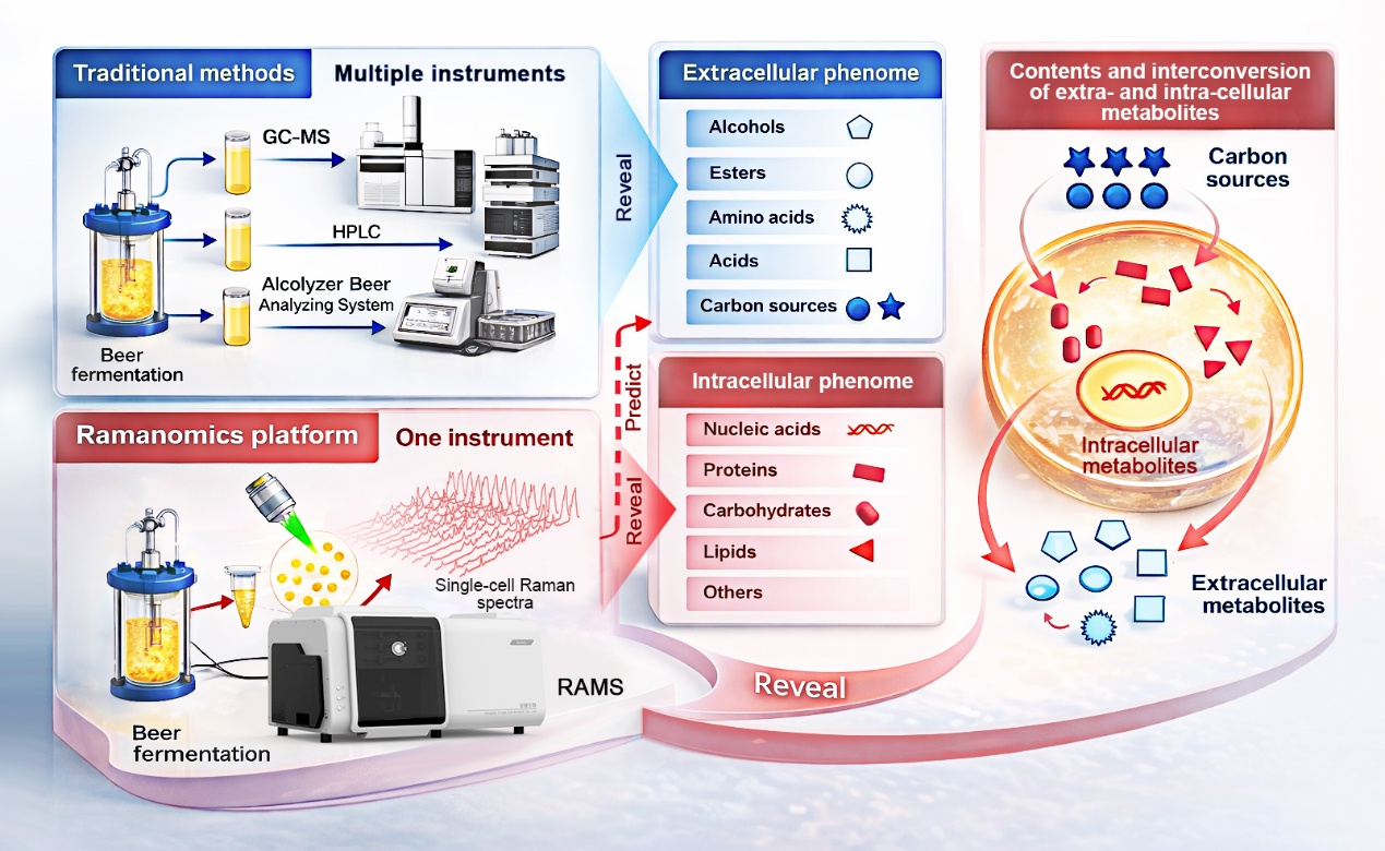 联合青岛啤酒开发“拉曼组”技术助力发酵过程智能监控